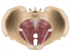 Anatomische Illustration des Beckenbodens von oben und unten mit sichtbaren Muskeln.